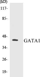 GATA1 Colorimetric Cell-Based ELISA Kit (CBCAB00671)
