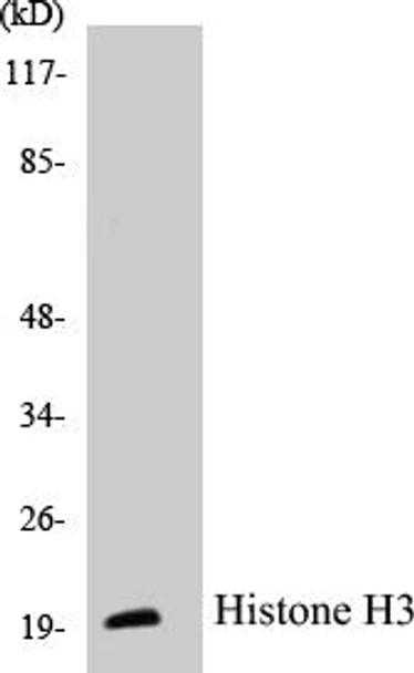 Histone H3 Colorimetric Cell-Based ELISA Kit (CBCAB00693)