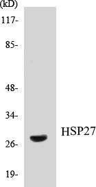 HSP27 Colorimetric Cell-Based ELISA Kit (CBCAB00700)