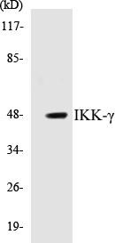 IKK-gamma Colorimetric Cell-Based ELISA Kit (CBCAB00709)