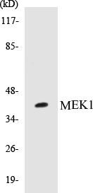 MEK1 Colorimetric Cell-Based ELISA Kit (CBCAB00750)