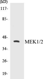 MEK1/2 Colorimetric Cell-Based ELISA Kit (CBCAB00751)