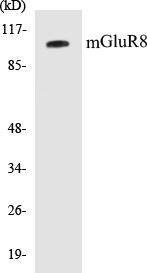 mGluR8 Colorimetric Cell-Based ELISA Kit (CBCAB00757)
