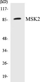 MSK2 Colorimetric Cell-Based ELISA Kit (CBCAB00770)