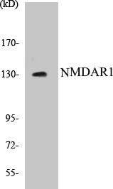 NMDAR1 Colorimetric Cell-Based ELISA Kit (CBCAB00782)