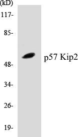 p57 Kip2 Colorimetric Cell-Based ELISA Kit (CBCAB00793)