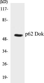 p62 Dok Colorimetric Cell-Based ELISA Kit (CBCAB00794)