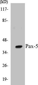 Pax-5 Colorimetric Cell-Based ELISA Kit (CBCAB00802)