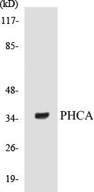 PHCA Colorimetric Cell-Based ELISA Kit (CBCAB00810)