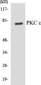 PKC epsilon Colorimetric Cell-Based ELISA Kit (CBCAB00817)