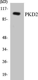 PKD2 Colorimetric Cell-Based ELISA Kit (CBCAB00822)