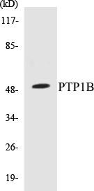 PTP1B Colorimetric Cell-Based ELISA Kit (CBCAB00836)