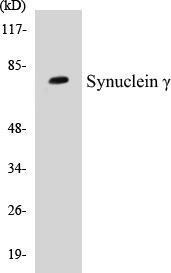 SENP2 Colorimetric Cell-Based ELISA Kit (CBCAB00851)