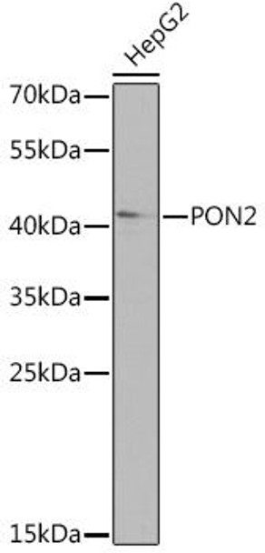 Anti-PON2 Antibody (CAB14048)