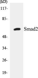 Smad2 Colorimetric Cell-Based ELISA Kit (CBCAB00859)