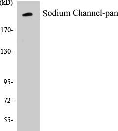 Sodium Channel-pan Colorimetric Cell-Based ELISA Kit (CBCAB00861)