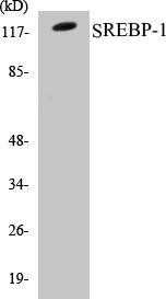 SREBP-1 Colorimetric Cell-Based ELISA Kit (CBCAB00864)