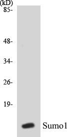 Sumo1 Colorimetric Cell-Based ELISA Kit (CBCAB00875)