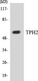 TPH2 Colorimetric Cell-Based ELISA Kit (CBCAB00890)