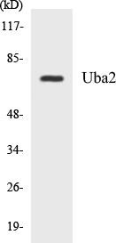 Uba2 Colorimetric Cell-Based ELISA Kit (CBCAB00895)