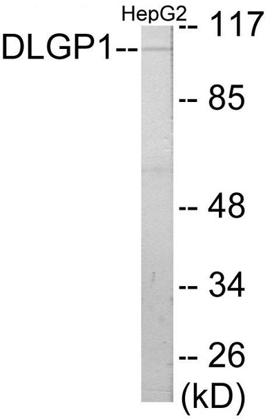 DLGP1 Colorimetric Cell-Based ELISA (CBCAB00923)