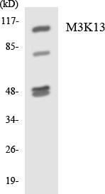 M3K13 Colorimetric Cell-Based ELISA (CBCAB00932)