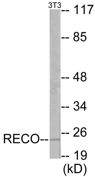Recoverin Colorimetric Cell-Based ELISA (CBCAB01003)