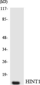 HINT1 Colorimetric Cell-Based ELISA (CBCAB01022)