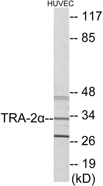 TRA-2 alpha Colorimetric Cell-Based ELISA (CBCAB01091)