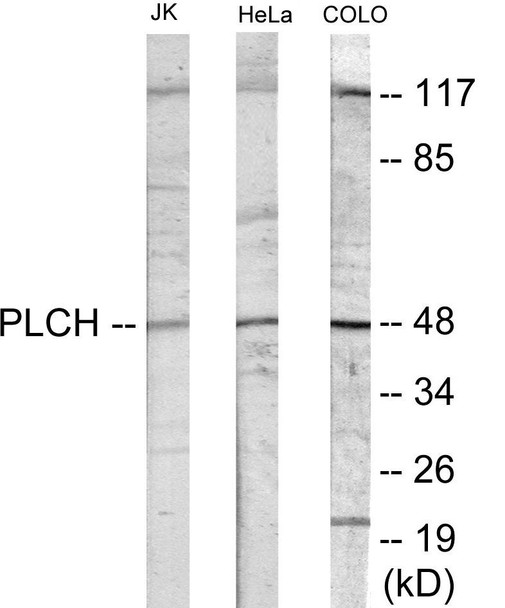PLCH Colorimetric Cell-Based ELISA (CBCAB01128)