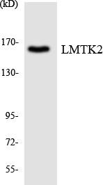 LMTK2 Colorimetric Cell-Based ELISA (CBCAB01150)