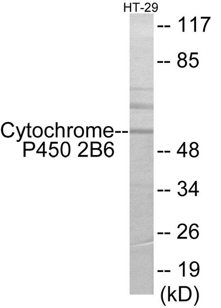 Cytochrome P450 2B6 Colorimetric Cell-Based ELISA (CBCAB01190)