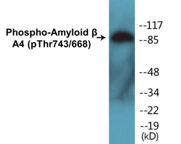 Amyloid beta A4 (Phospho-Thr743/668)Colorimetric Cell-Based ELISA Kit (CBCAB01210)