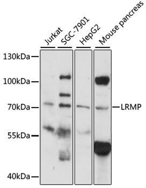 Anti-LRMP Antibody (CAB14377)