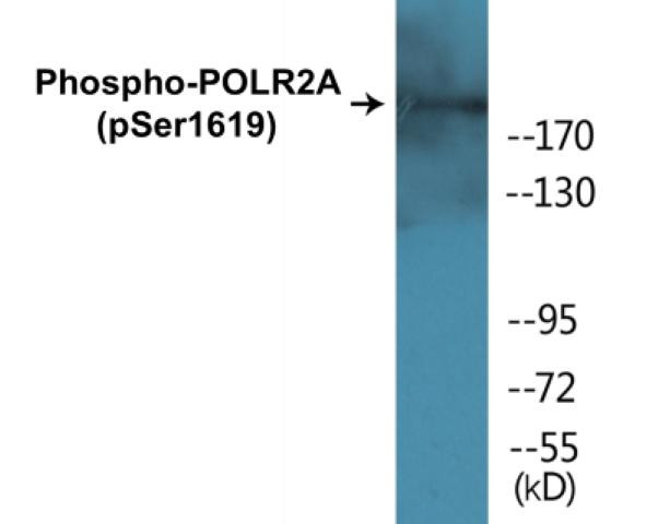 POLR2A (Phospho-Ser1619)Colorimetric Cell-Based ELISA Kit (CBCAB01248)
