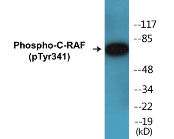 C-RAF (Phospho-Tyr341)Colorimetric Cell-Based ELISA Kit (CBCAB01315)