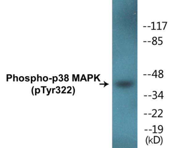 p38 MAPK (Phospho-Tyr322)Colorimetric Cell-Based ELISA Kit (CBCAB01373)