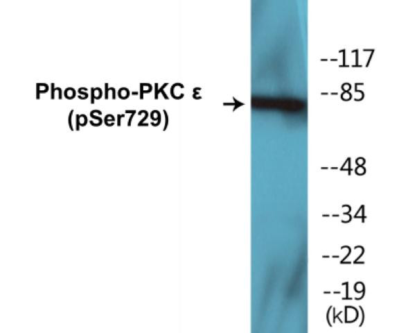 PKC epsilon (Phospho-Ser729)Colorimetric Cell-Based ELISA Kit (CBCAB01376)