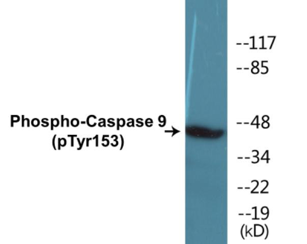 Caspase 9 (Phospho-Tyr153)Colorimetric Cell-Based ELISA Kit (CBCAB01396)