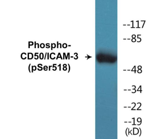 CD50/ICAM-3 (Phospho-Ser518)Colorimetric Cell-Based ELISA Kit (CBCAB01400)