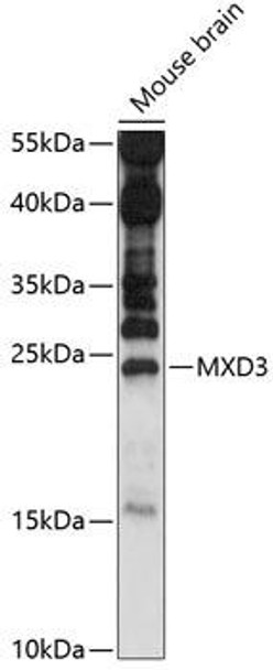 Anti-MXD3 Antibody (CAB14631)