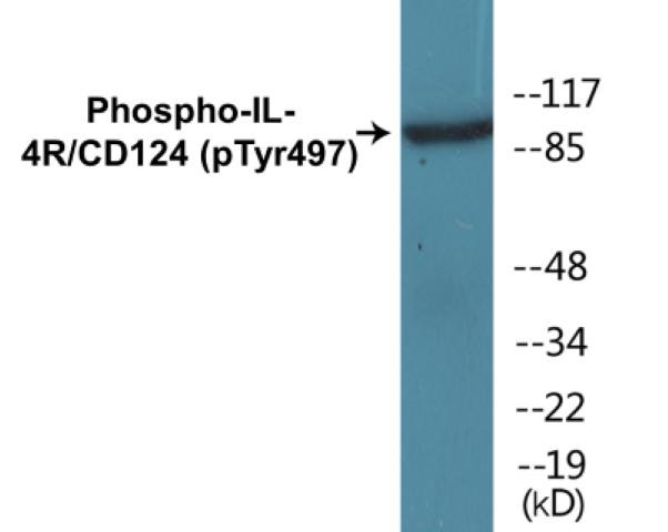 IL-4R/CD124 (Phospho-Tyr497)Colorimetric Cell-Based ELISA Kit (CBCAB01456)