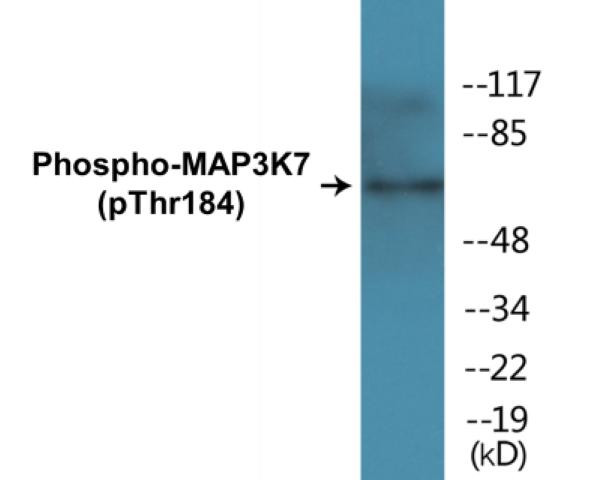 MAP3K7 (Phospho-Thr184)Colorimetric Cell-Based ELISA Kit (CBCAB01465)