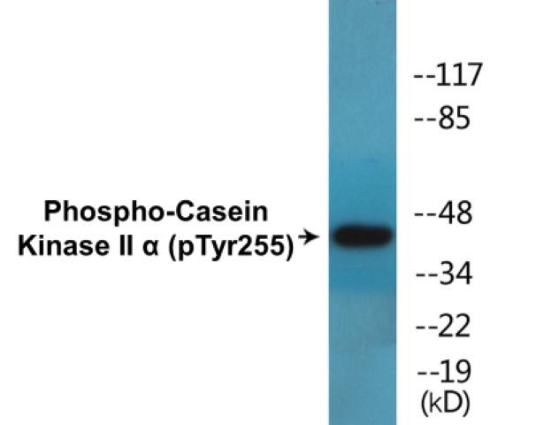 Casein Kinase II alpha (Phospho-Tyr255)Colorimetric Cell-Based ELISA Kit (CBCAB01480)