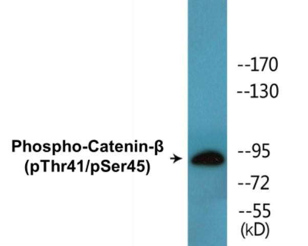 Catenin-beta (Phospho-Thr41/Ser45)Colorimetric Cell-Based ELISA Kit (CBCAB01500)