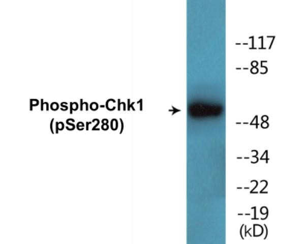 Chk1 (Phospho-Ser280)Colorimetric Cell-Based ELISA Kit (CBCAB01506)