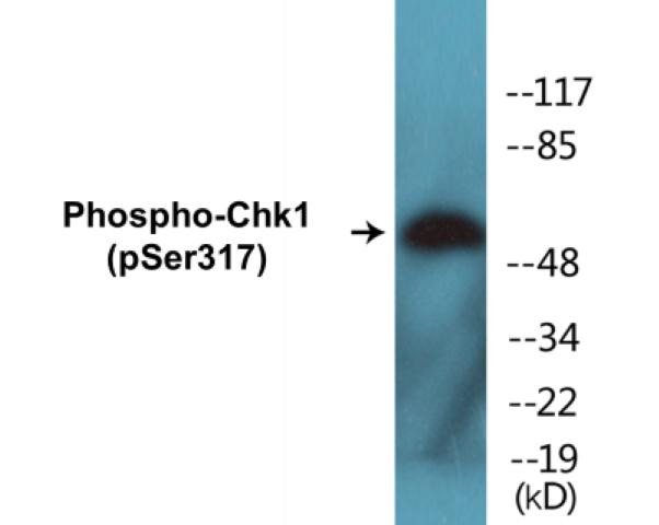 Chk1 (Phospho-Ser317)Colorimetric Cell-Based ELISA Kit (CBCAB01507)