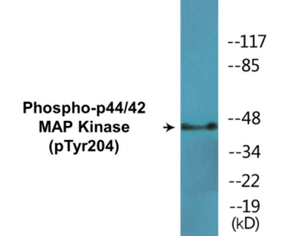 p44/42 MAP Kinase (Phospho-Tyr204)Colorimetric Cell-Based ELISA Kit (CBCAB01523)