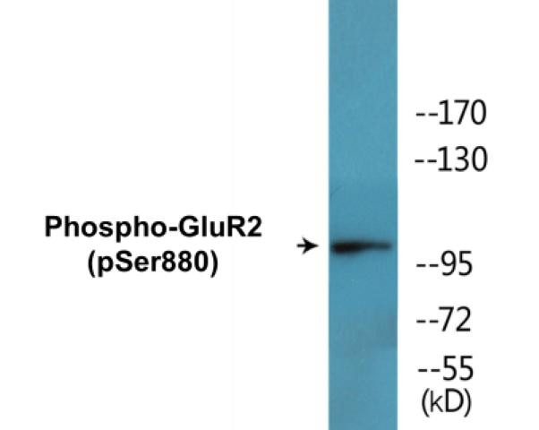 GluR2 (Phospho-Ser880)Colorimetric Cell-Based ELISA Kit (CBCAB01536)