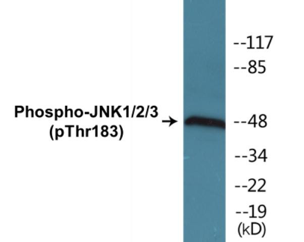 JNK1/2/3 (Phospho-Thr183)Colorimetric Cell-Based ELISA Kit (CBCAB01552)